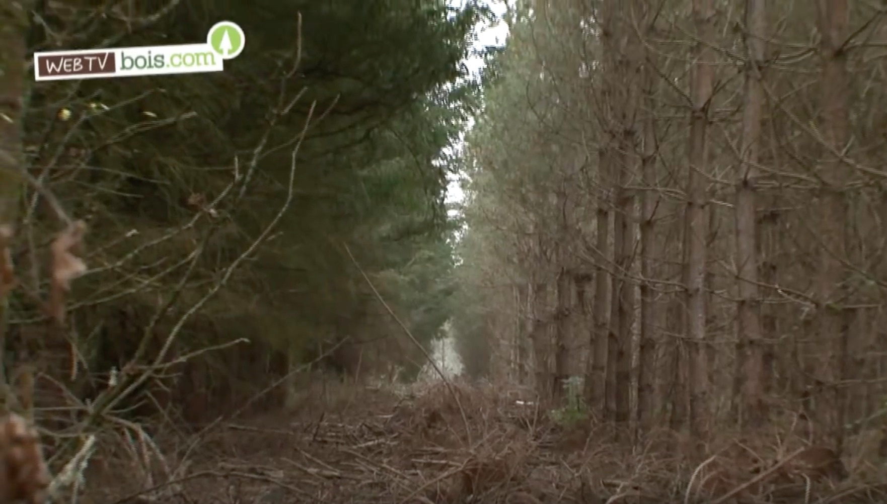 [Vidéo] Évolution des forêts en France