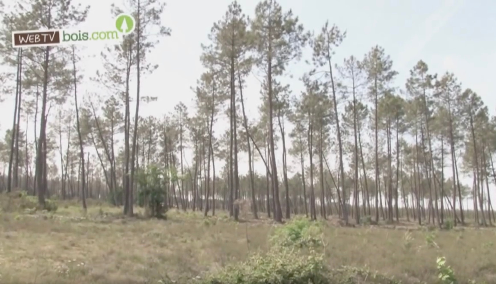 [Vidéo] Forêt européenne : Gestion durable
