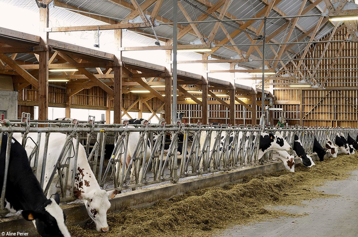 Près de Lyon, au Domaine de Cibeins, un bâtiment en bois pour améliorer la production laitière