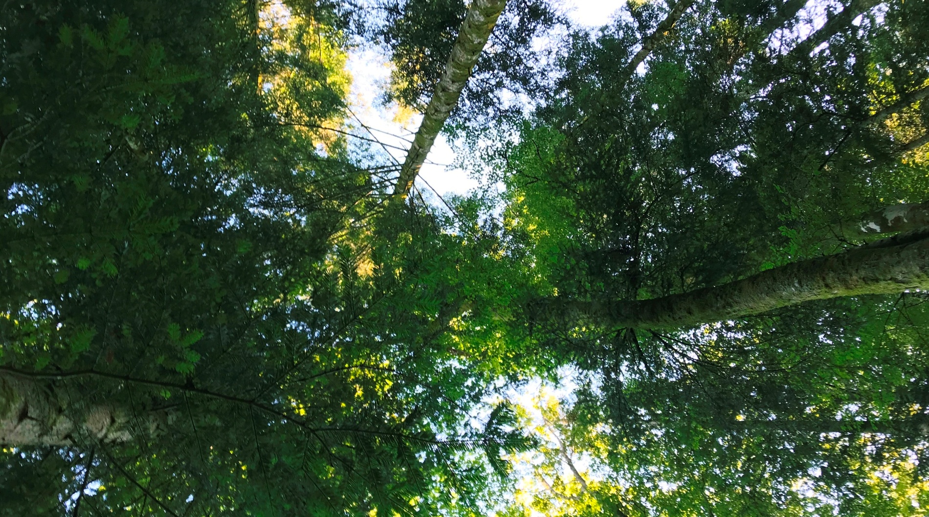 Labels et Certifications bois : pour un matériau performant et responsable