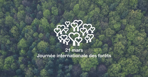 La Journée internationale des forêts, un programme d'éducation au développement durable coordonné en France par Teragir.
Ouvert à tous, participez et venez célébrer la forêt, l'arbre et le bois !