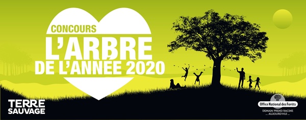 Individu ou groupe (famille, classe, école, commune, entreprise, association…), vous pouvez tous proposer un arbre candidat à l'Arbre de l'année.