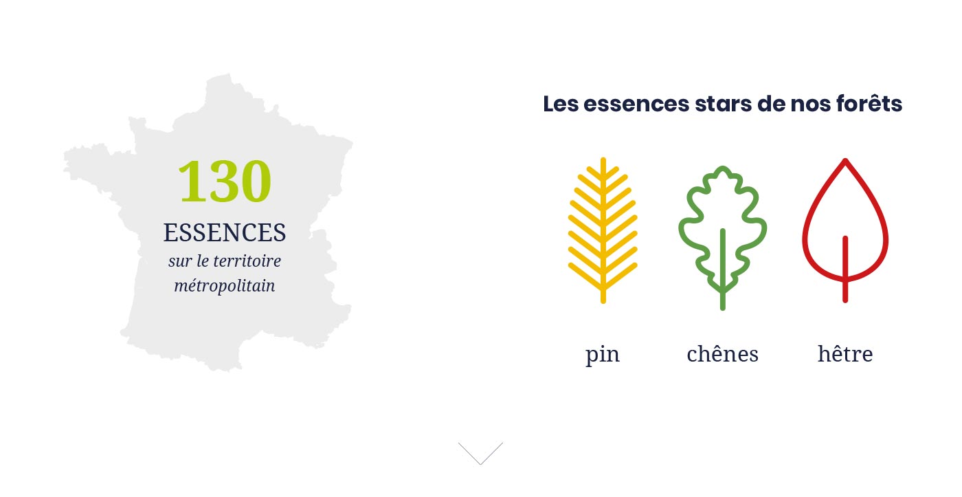 130 essences de bois présentent en France (Pin, chêne, hêtre, etc.)