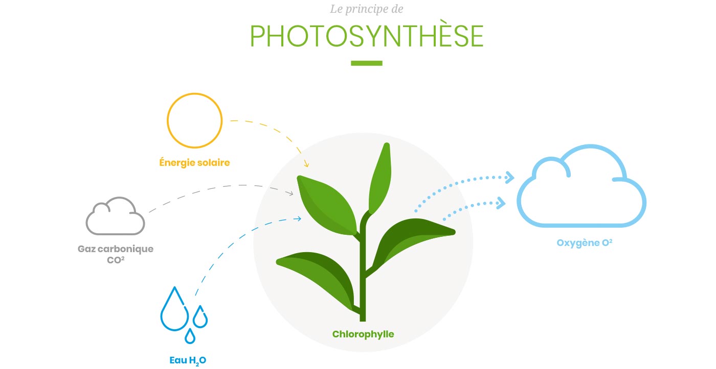 Schéma illustrant le principe de photosynthèse