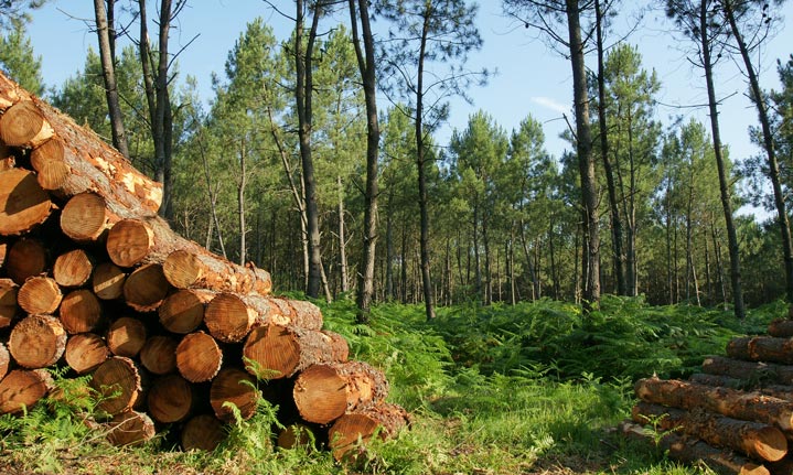 Une forêt exploitée raisonnablement