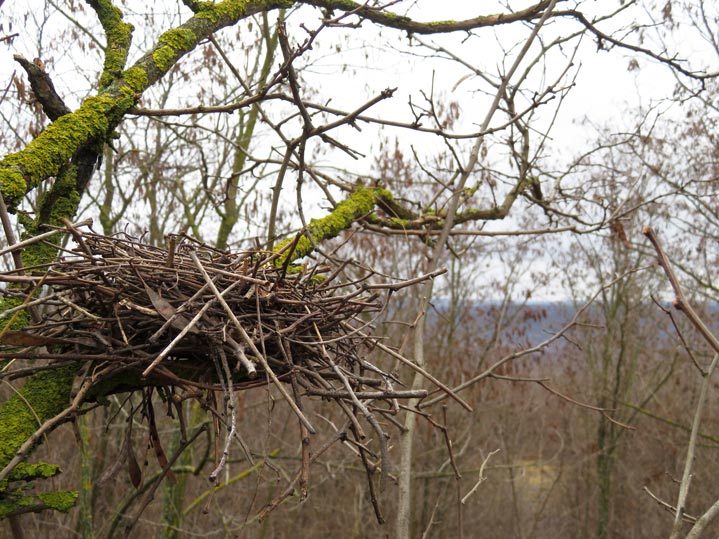 Respect de la biodiversité