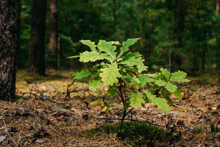 Plantation d'un jeune chêne