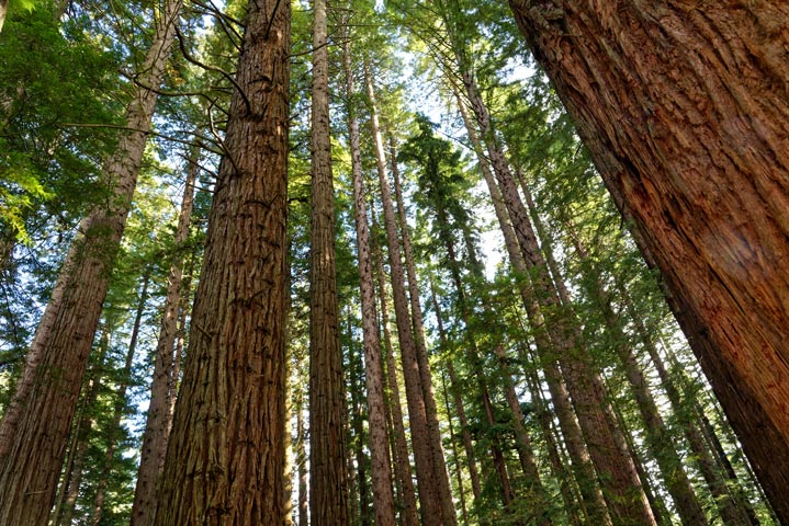 Vue en contre plongée d'une forêt