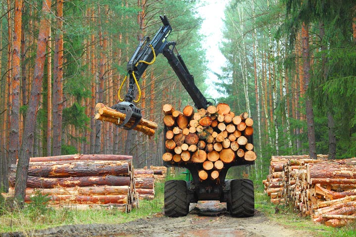 Transport des grumes de bois