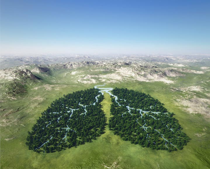 Vue aérienne d'une forêt