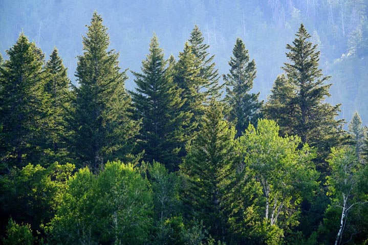 Visuel d'une forêt