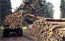 L'entretien des forêts garantit le renouvellement et la progression de cette ressource naturelle