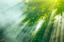 rayons de soleil perçant la forêt