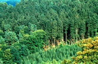 Visuel d'une forêt