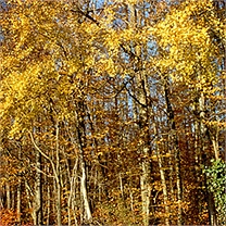 Visuel d'une forêt