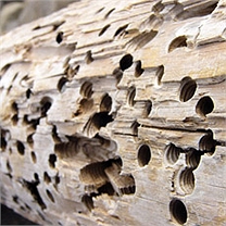 Visuel de bois infesté de termites