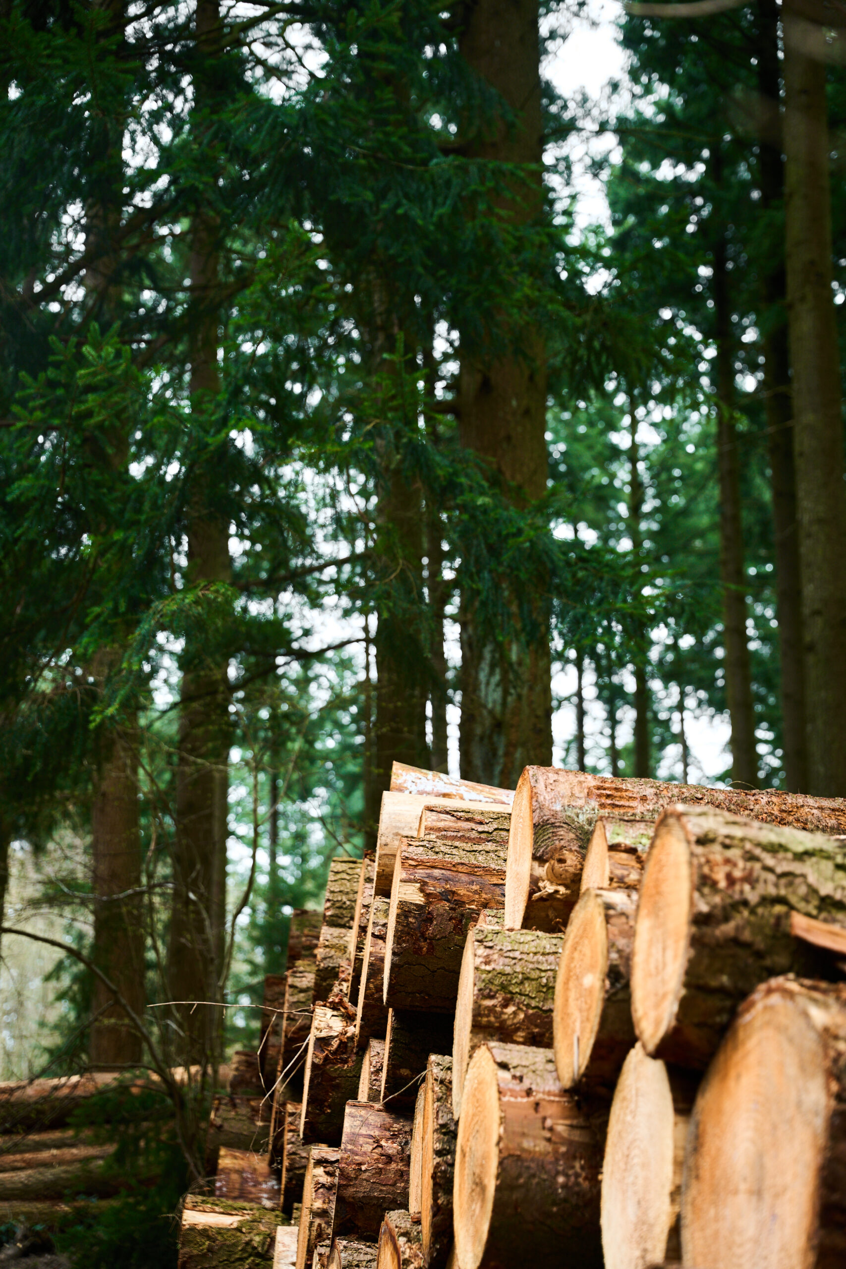 Forêt, bois & climat