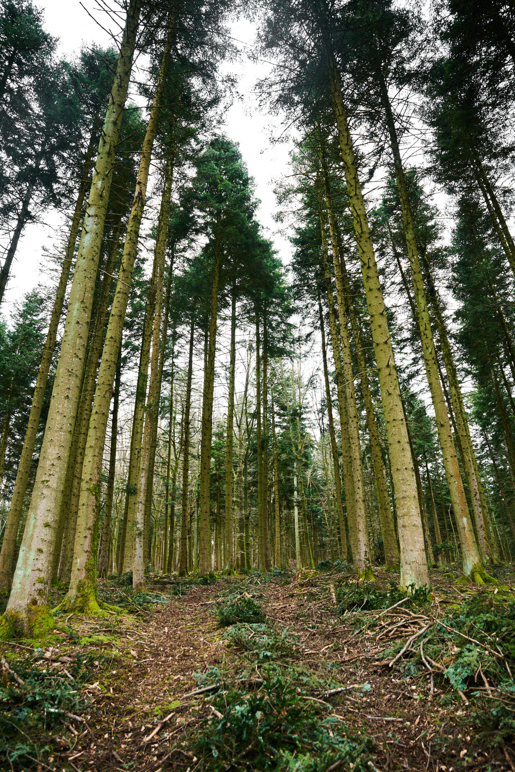La forêt en chiffres