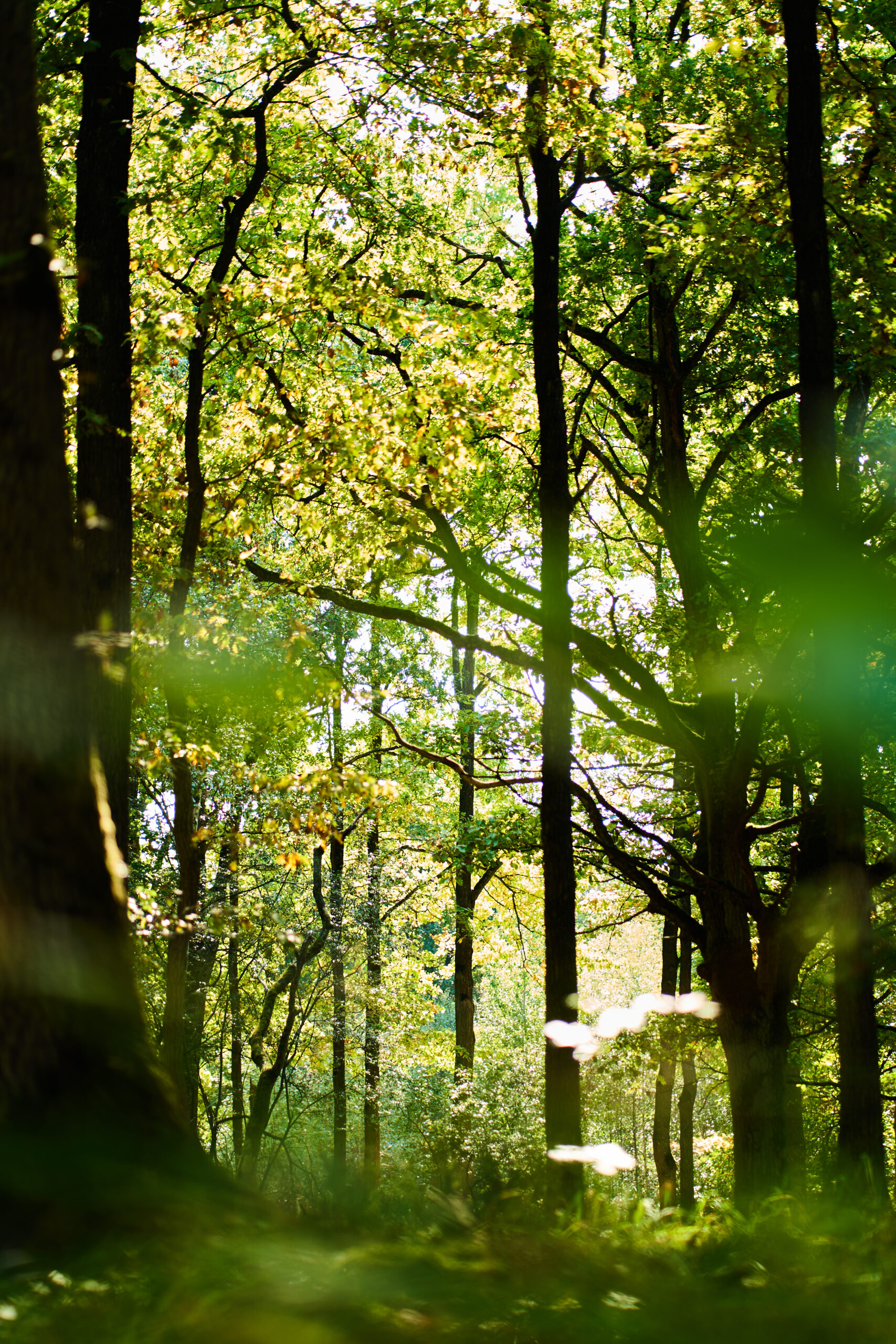 Nos forets