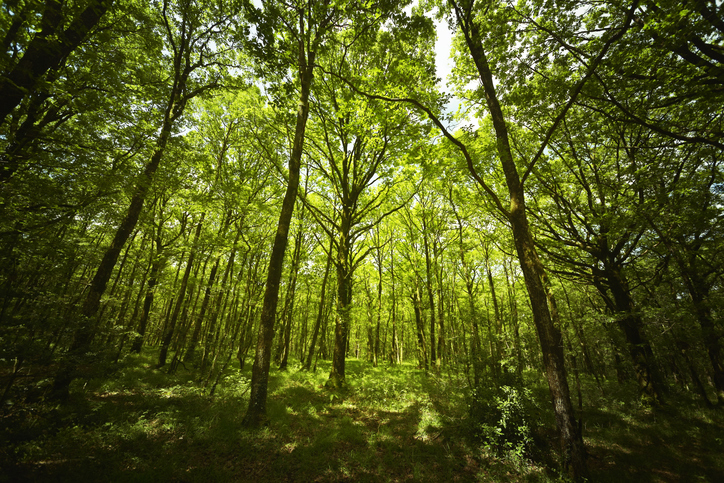 Forêt de Brocéliande, verdure bretonne, légende arthurienne mystique, Merlin l'enchanteur