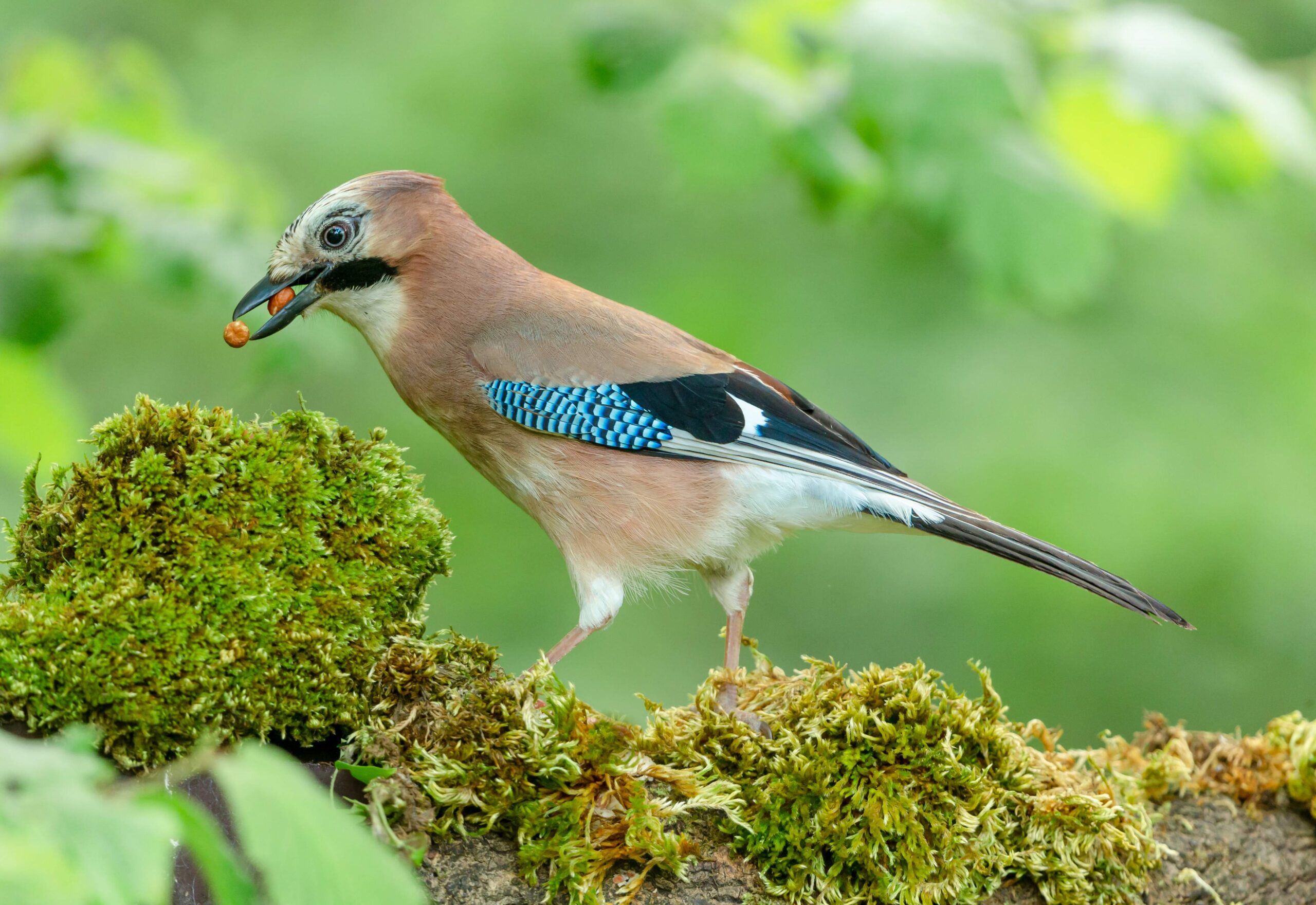 Jay européen