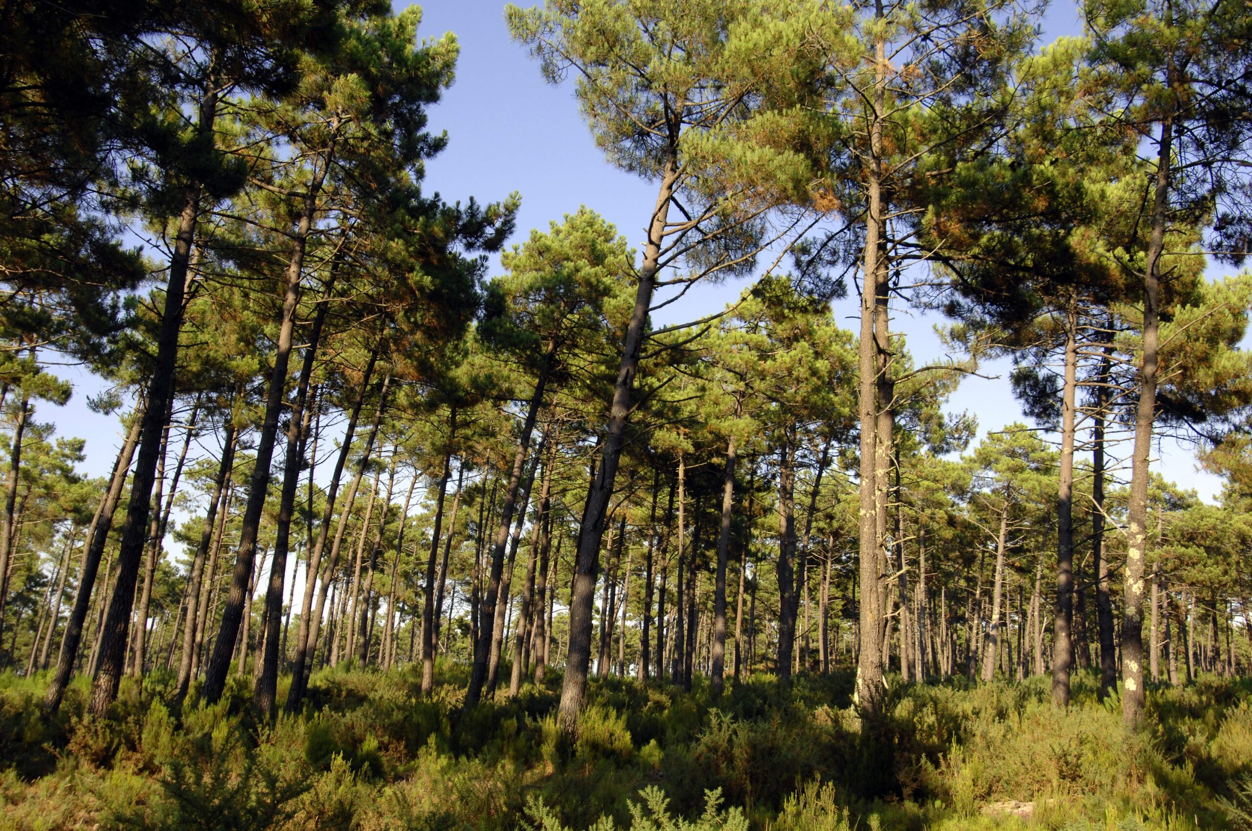 Types de forêt par région : découvrez la diversité forestière française
