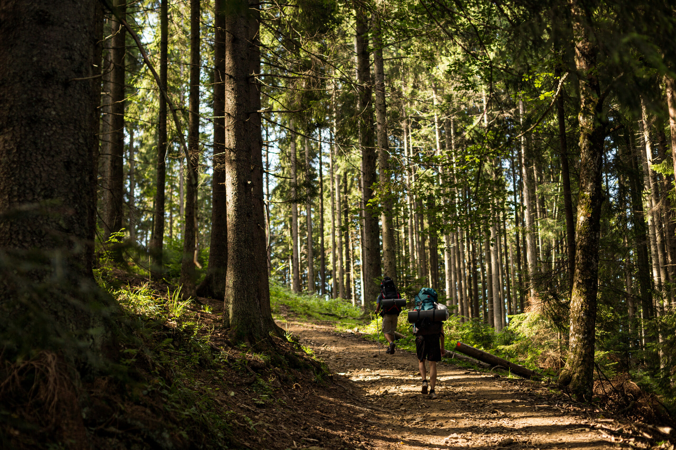 la foret bonnes pratiques