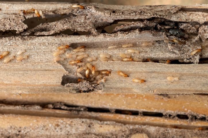 Termites bois