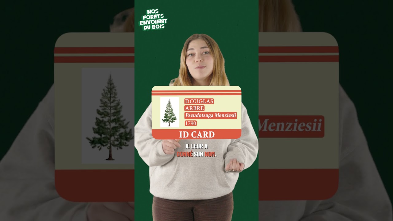 Le Douglas : l'arbre américain star de la forêt française
