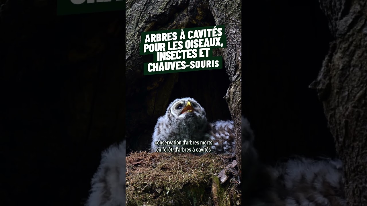 Forêt et biodiversité : la gestion durable protège le vivant