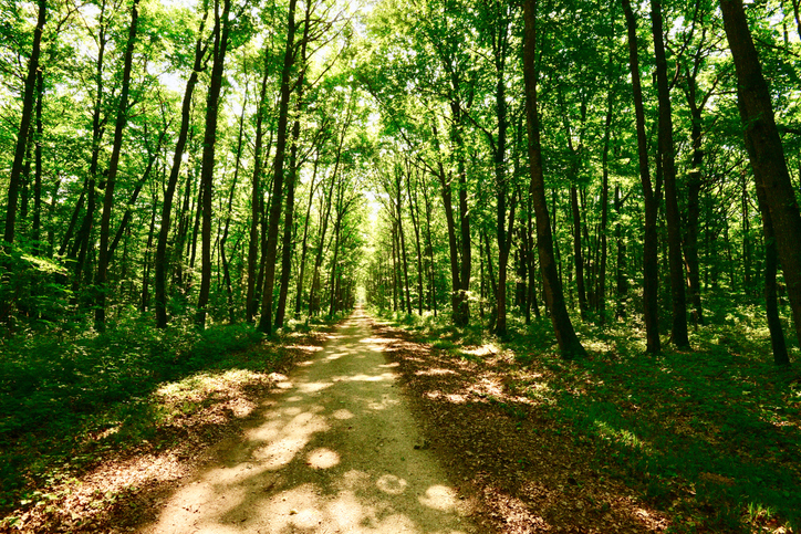 Forêt domaniale, communale, privée : qui gère nos forêts ?