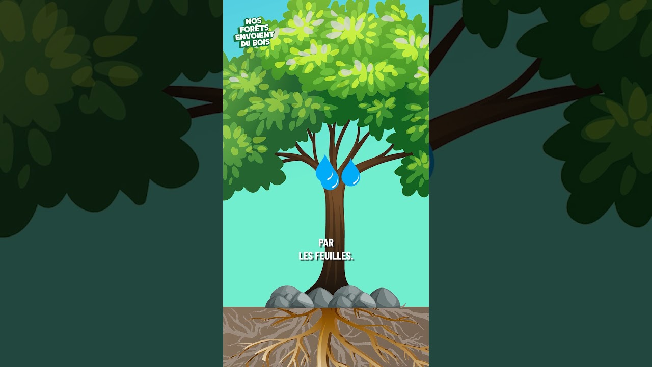 Pourquoi la forêt est-elle indispensable ?