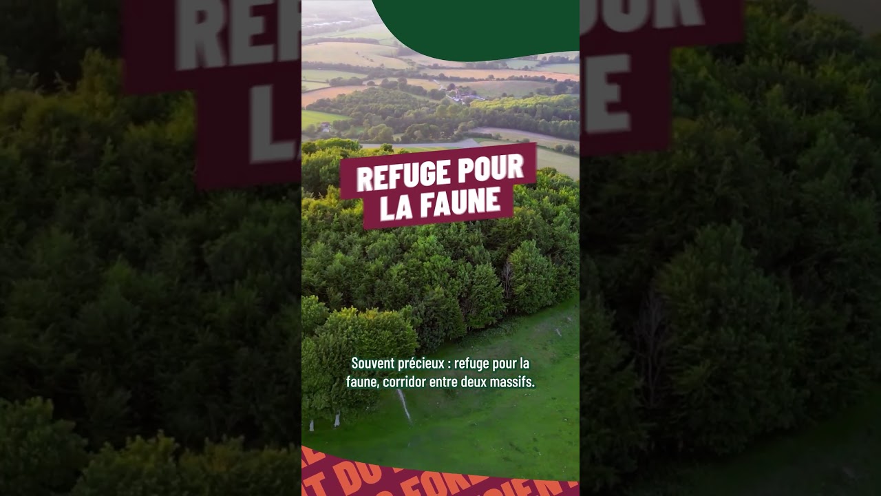 Forêt, bosquet, clairière : ces mots qui font la différence