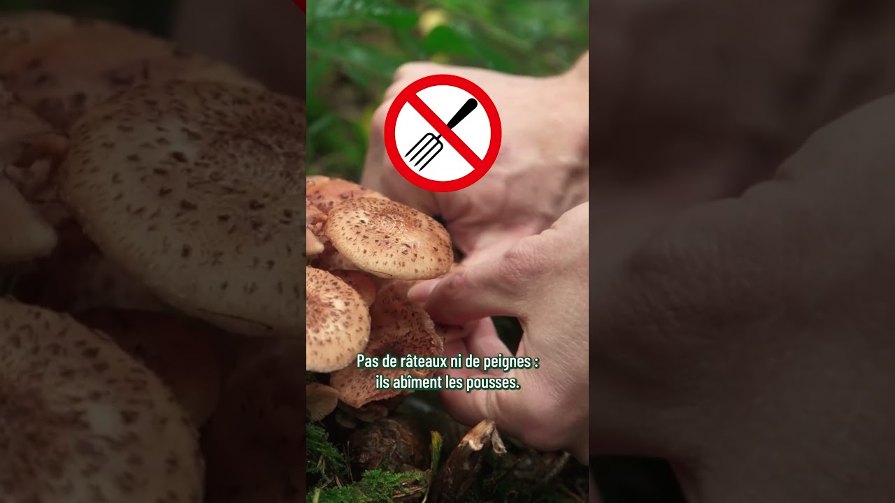 Sécurité en forêt