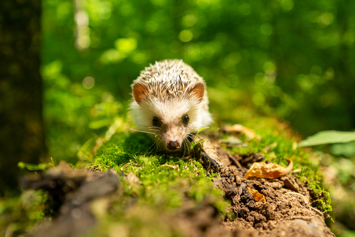 animaux de la forêt