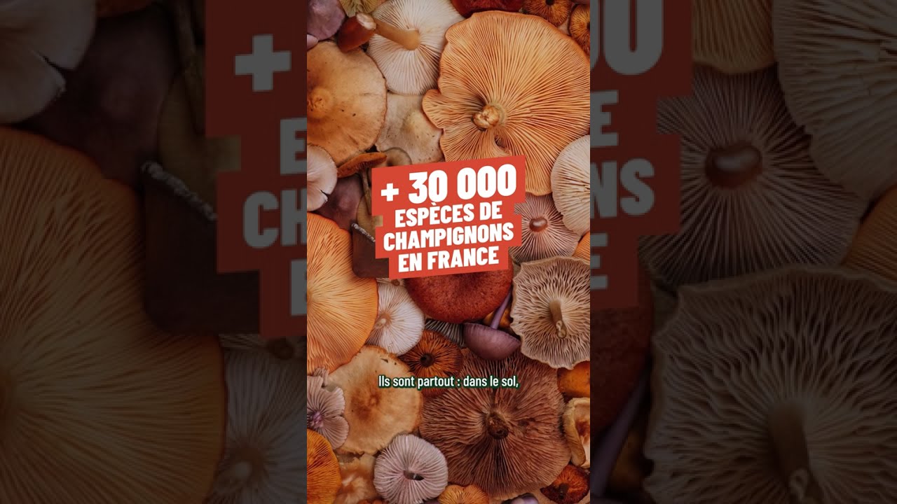 Champignons en forêt : un rôle essentiel pour les arbres
