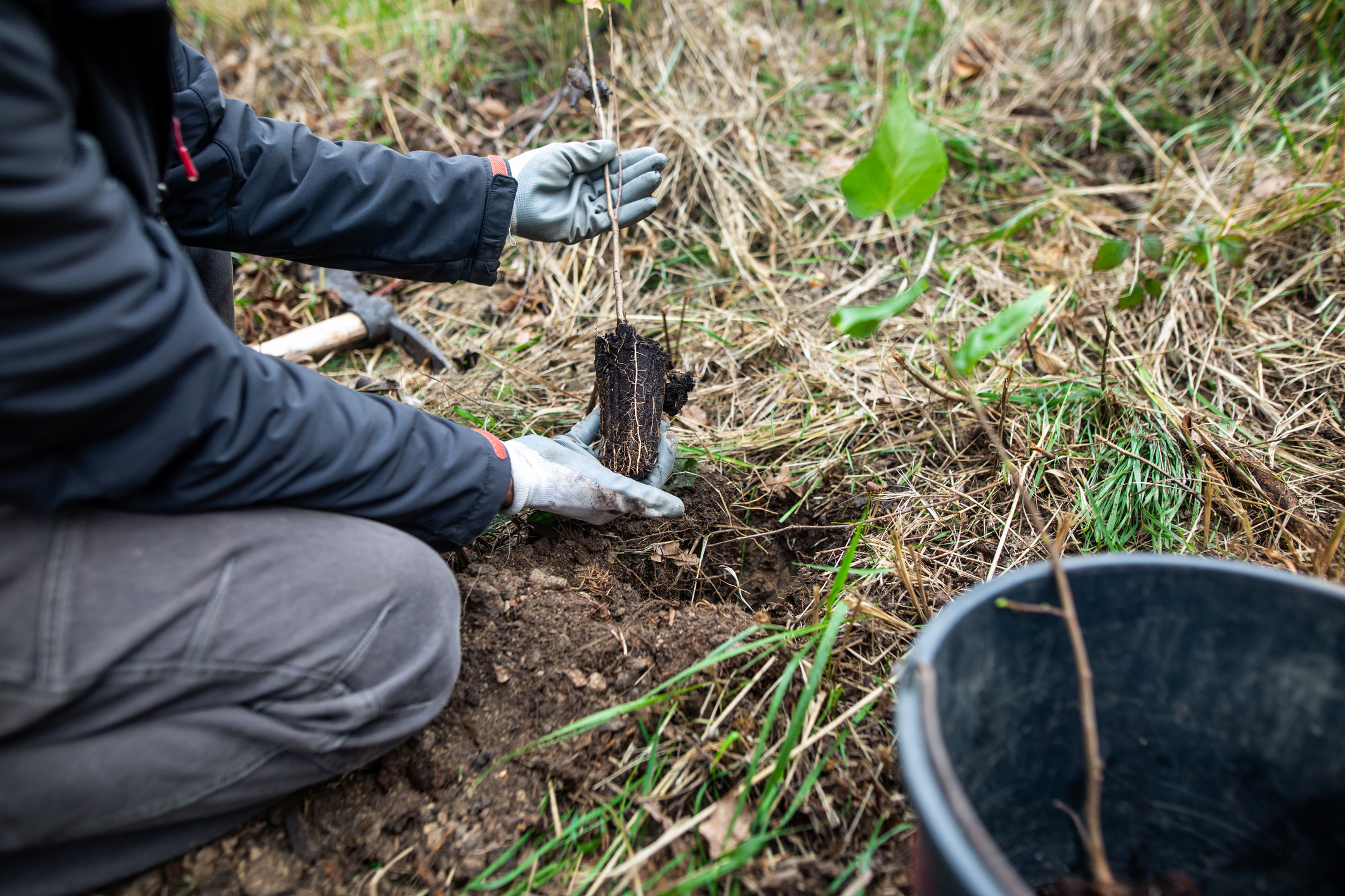 plantation forestière