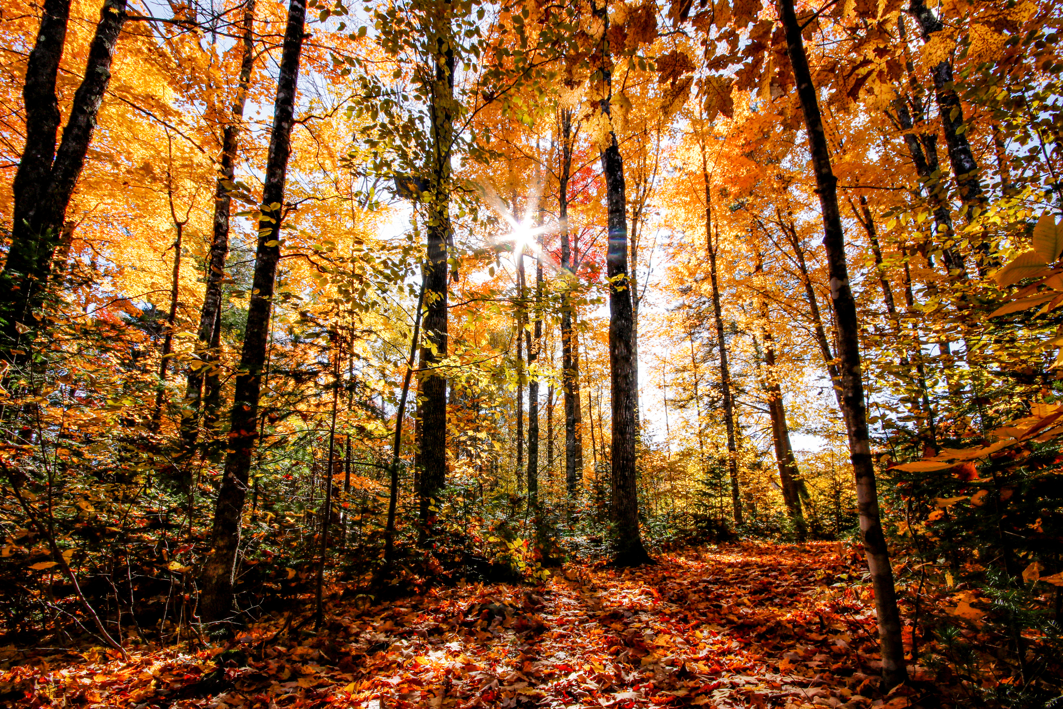 forêt automne