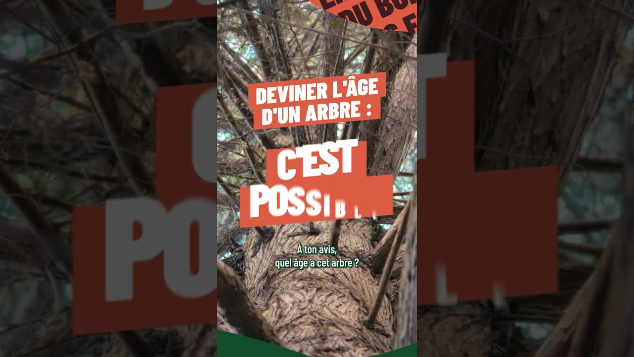Âge des arbres : comment estimer leur âge et leur hauteur
